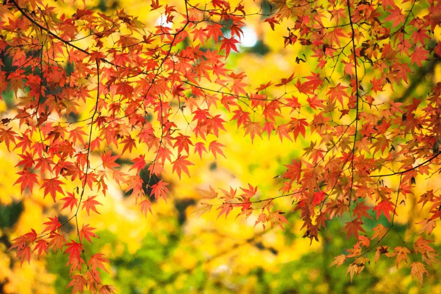 Autumn in Kyoto
