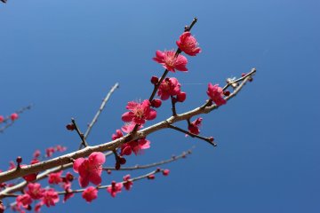 Mt Hodo Plum Blossom Festival