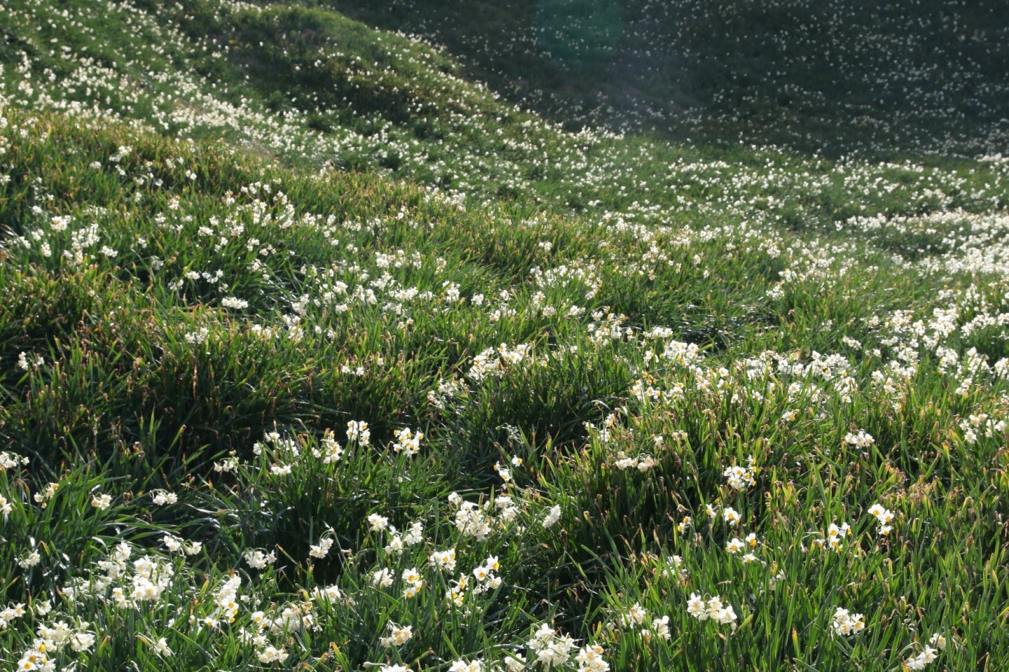 Tsumekizaki Narcissus Festival