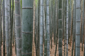 Bamboo: The Essence of Japanese Aesthetics