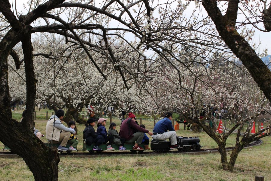 Ogose Plum Blossom Festival