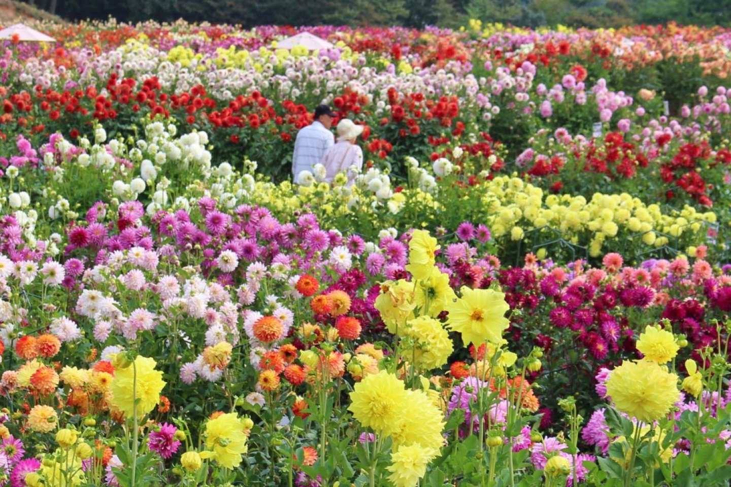 Sera Kogen Dahlia and Chrysanthemum Festival