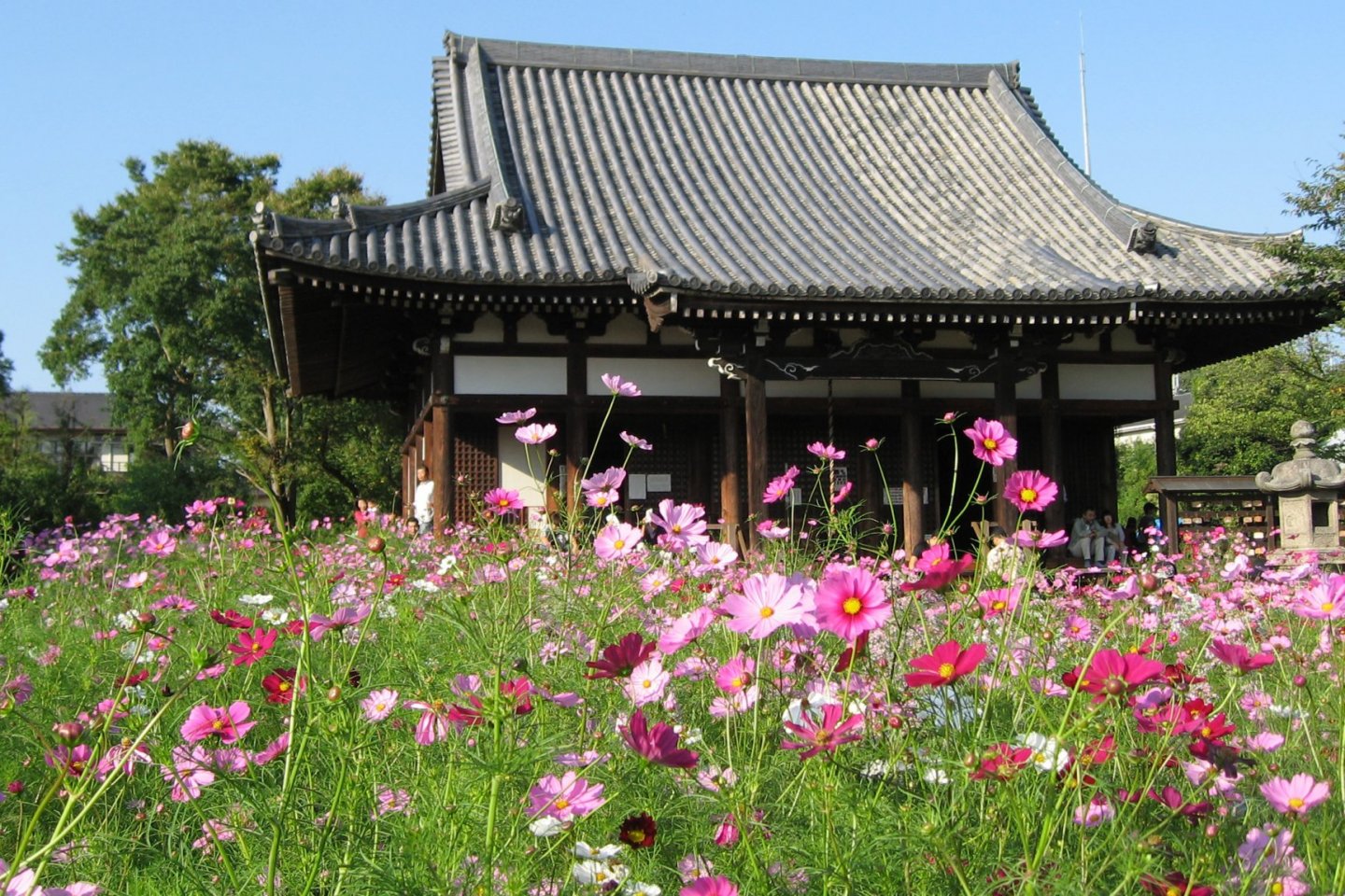 Cosmos at Hannyaji Temple