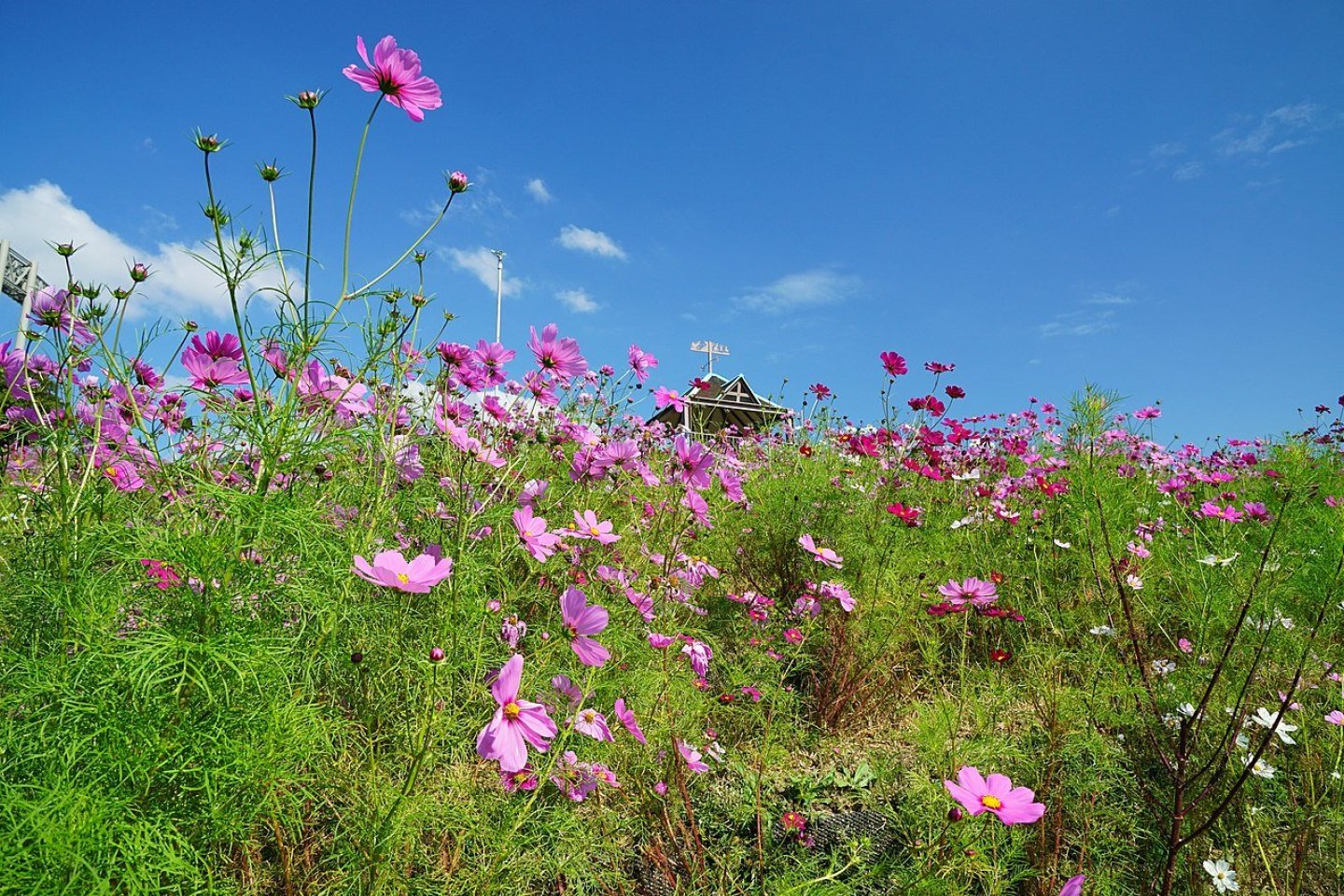 Kobe Sports Park Cosmos Festival