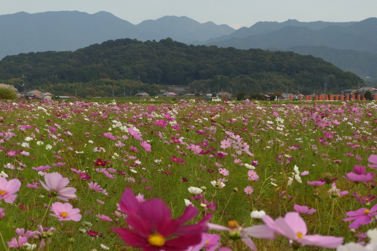 Cosmos at the Fujiwara Palace Ruins