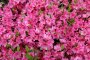 Komuroyama Park Azalea Viewing Party