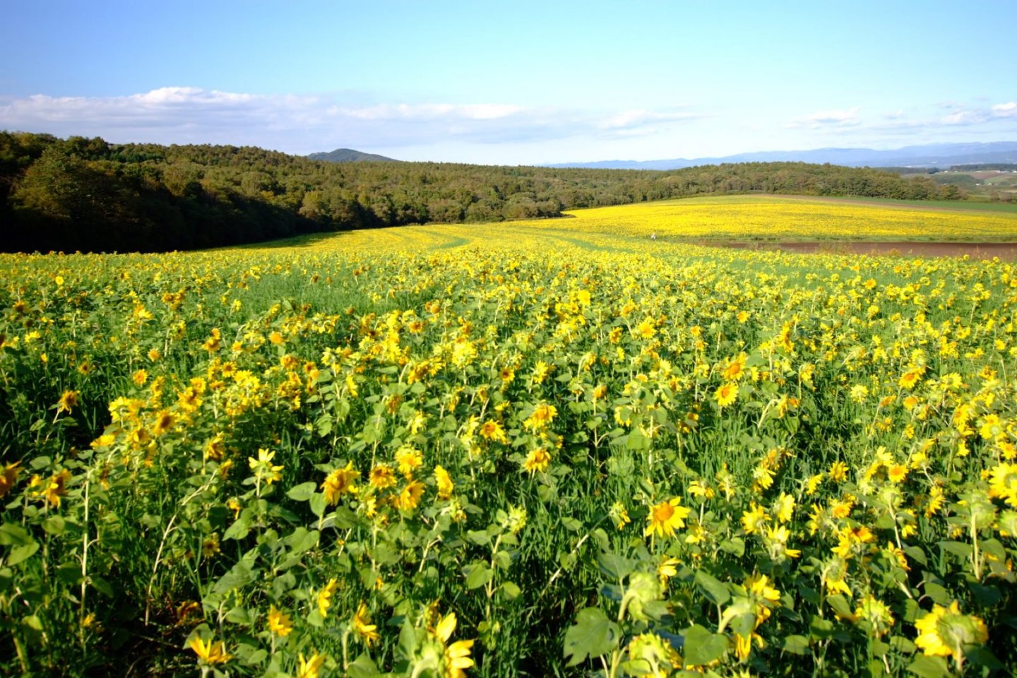 Sunflowers at Hokkaido's Palette Hill