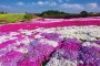 Spring Blooms at the Matsumoto Azalea Garden