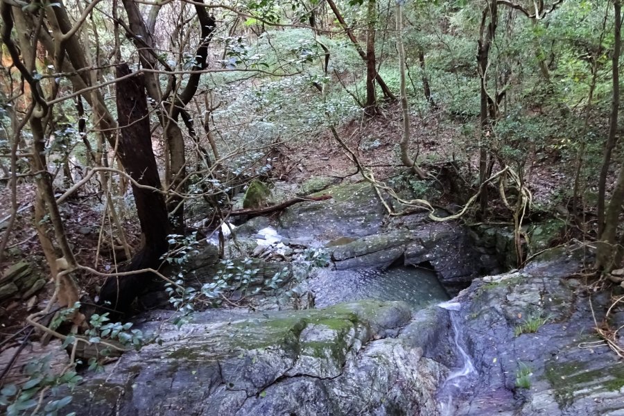 The Forest, Japan’s Best Kept Secret