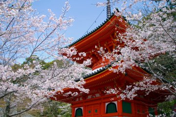 Kimiidera Temple Sakura Festival