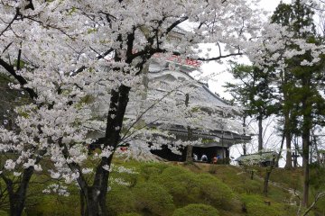 Senshu Park Sakura Festival
