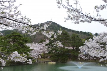 Mato Park Sakura Festival