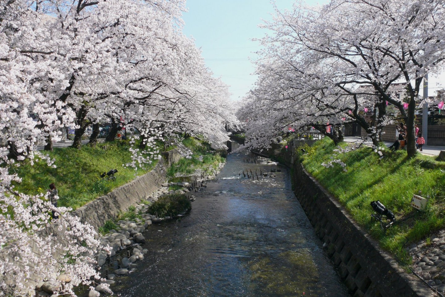 Iwakura Cherry Blossom Festival