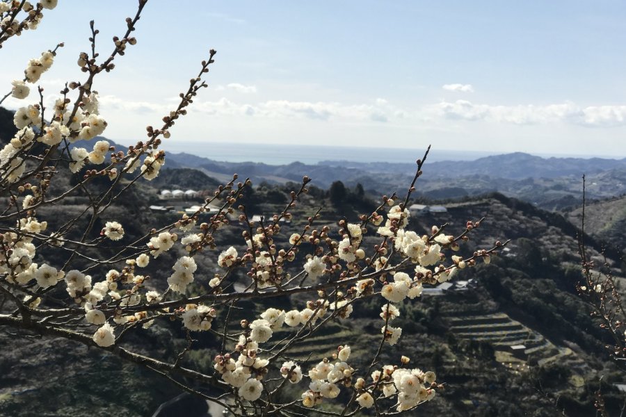 Celebrating Ume - Hanami in Tanabe