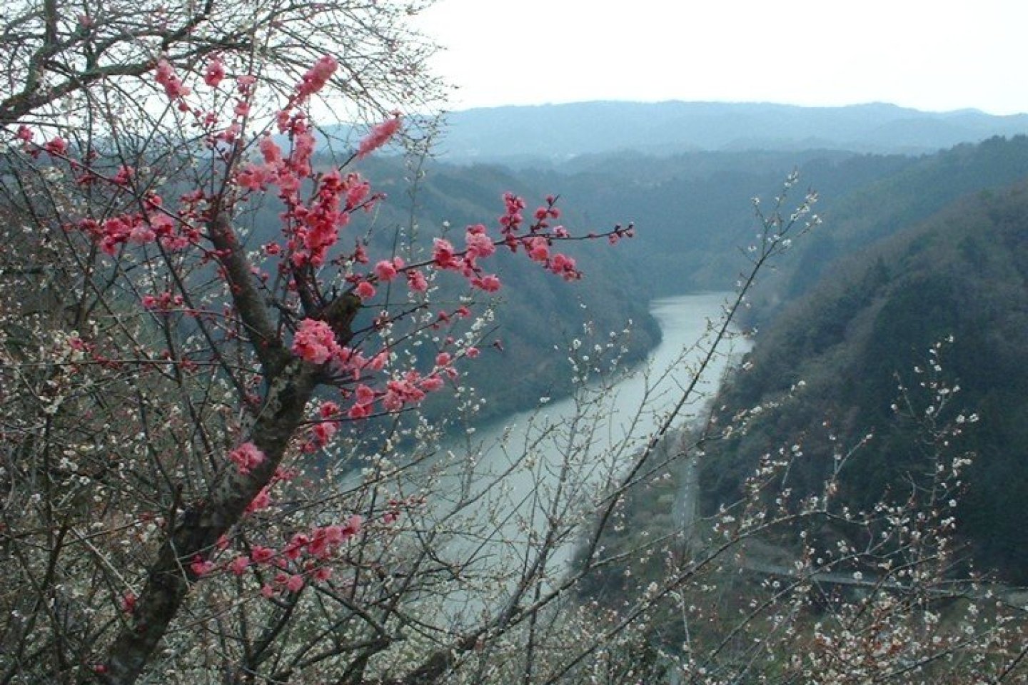 Plum Blossoms at Tsukigase Plum Grove