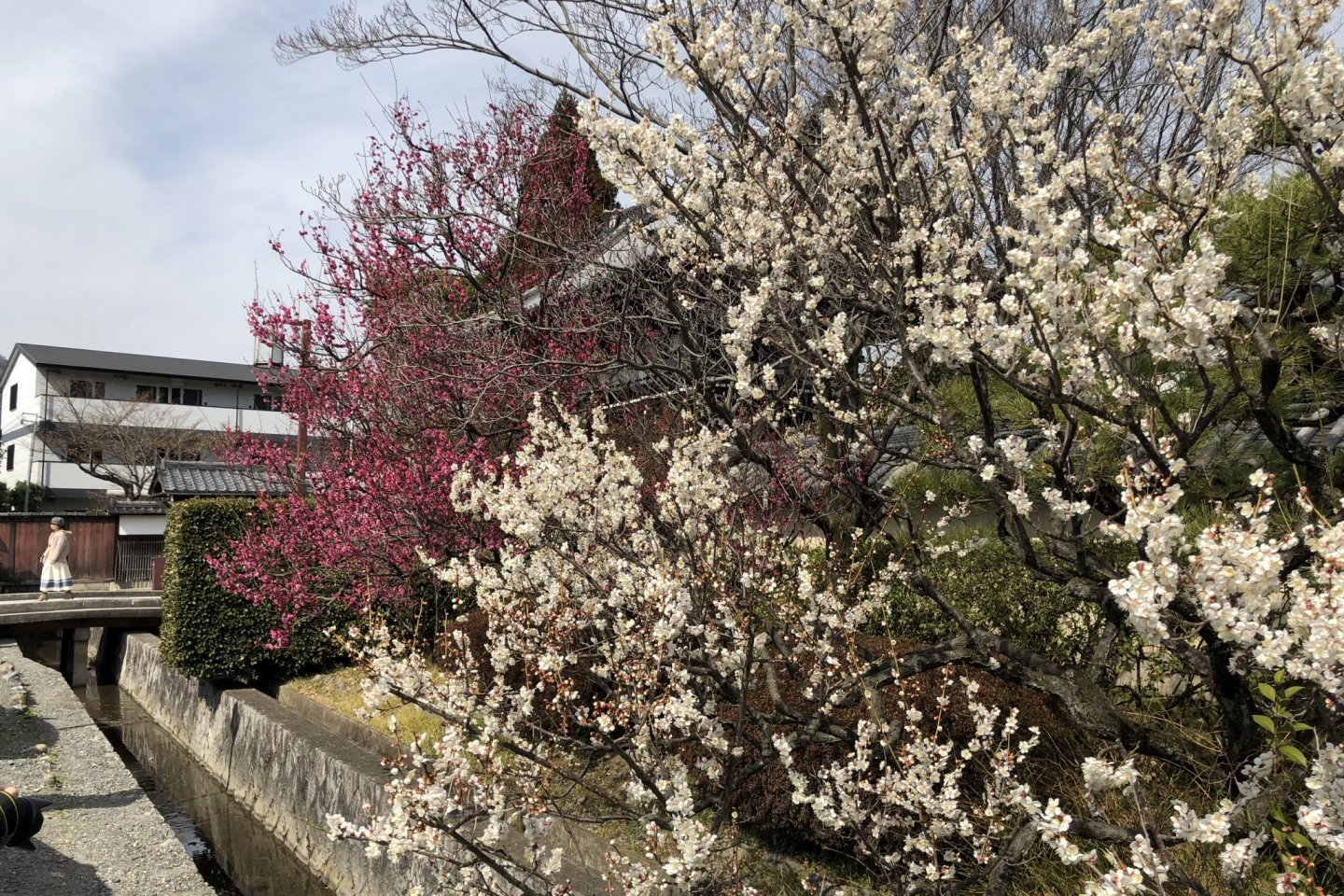 Umenomiya Taisha Plum Festival