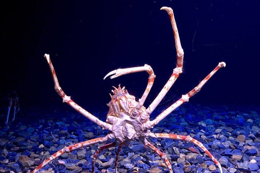 Taka-ashi-gani - The Japanese Spider Crab From Southern Japan