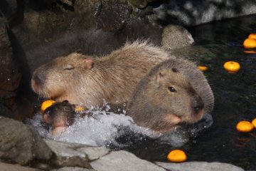 Capybara Onsen at Suzaka City Zoo