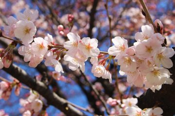 Cherry Blossom Masterpieces