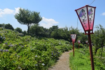 Tokamachi Ajisai Park Hydrangea Festival