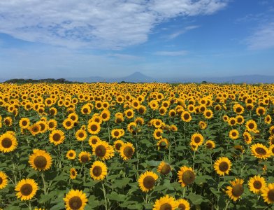 Sunflower Festa at Soleil Hill