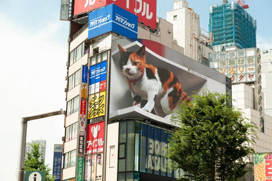 Giant Cat Wins the Hearts of Many in Shinjuku