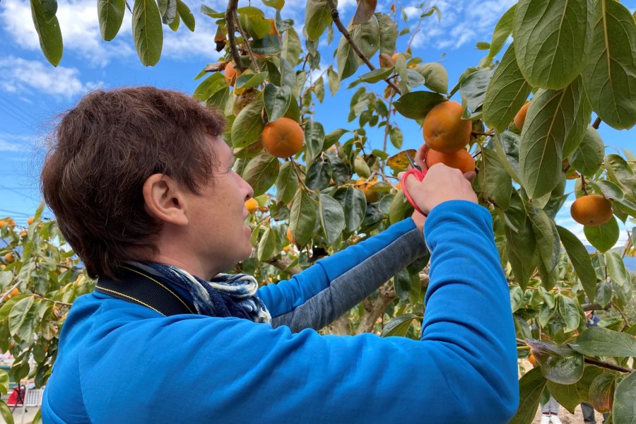 Picking Persimmon in Katsuragi