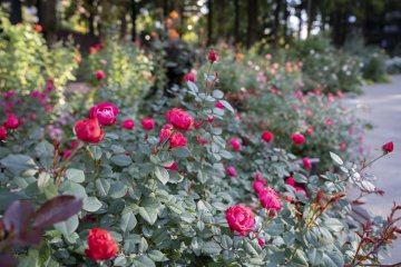 Shiki no Kaori Rose Garden Autumn Festival