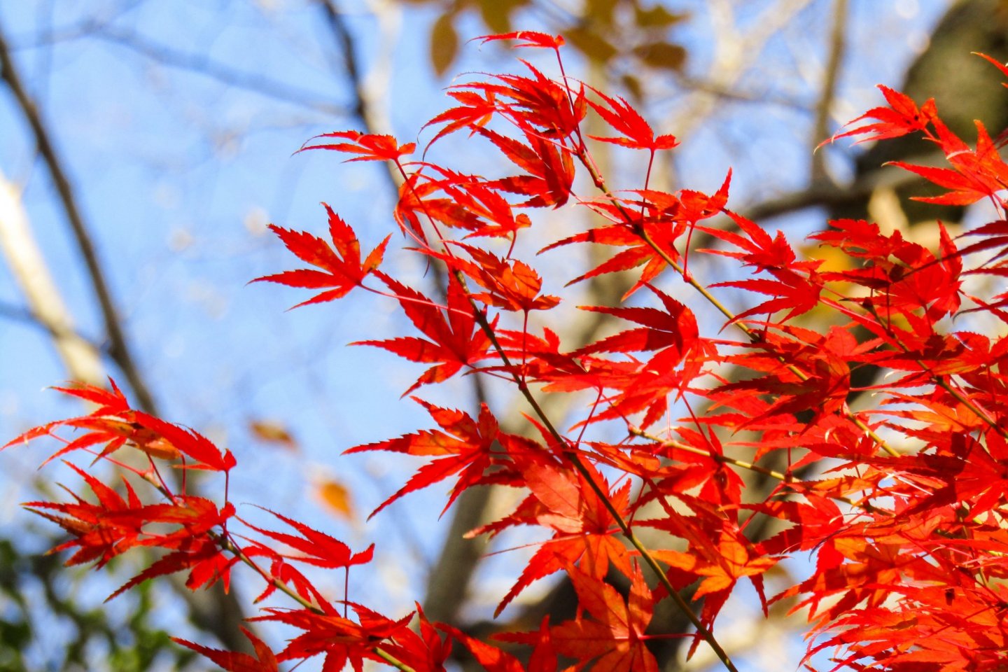 Tottori Flower Park Autumn Festival