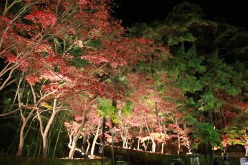 Shounsanso Autumn Leaves Light-up