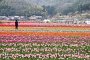 Tanto Tulip Festival