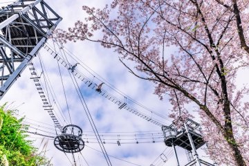 Sagamiko Sakura Festival