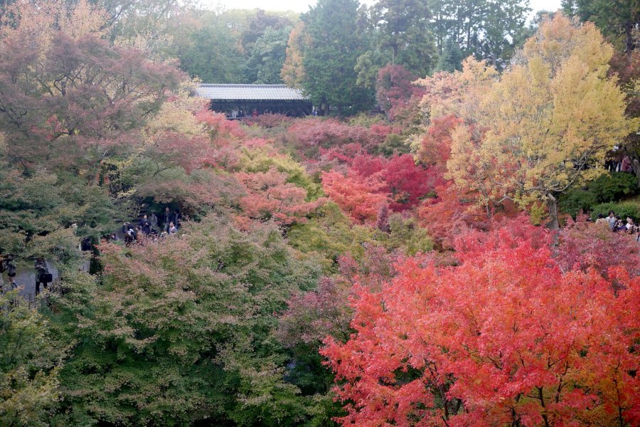 Autumn at Tōfuku-ji 