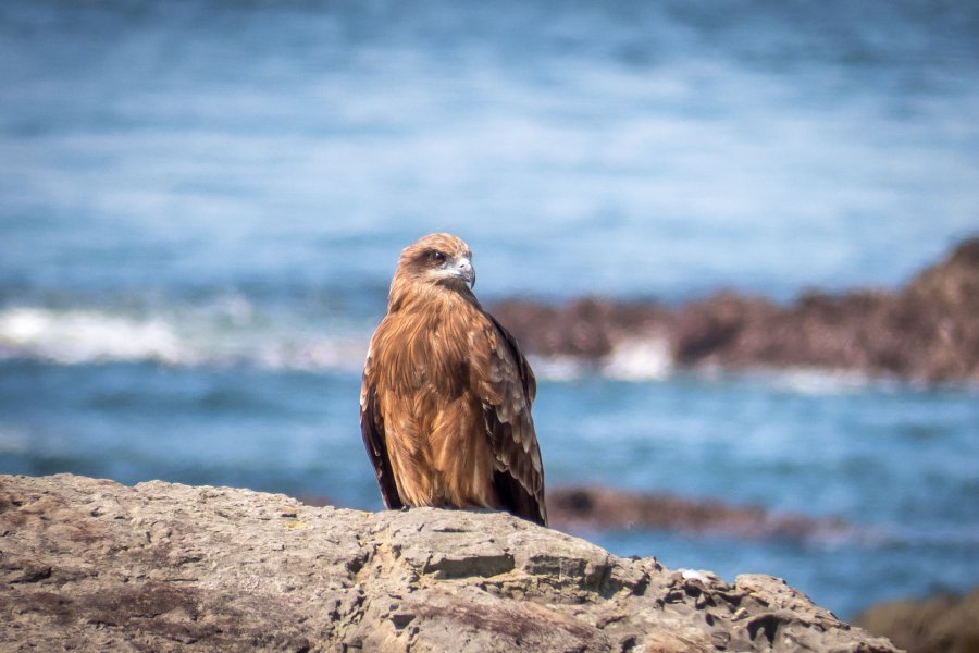 Observing Jogashima Island’s Birdlife