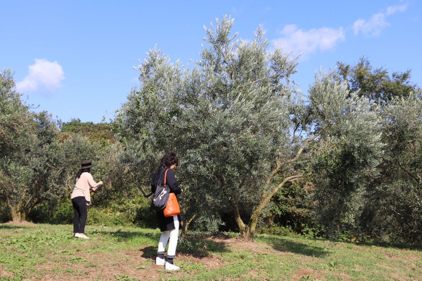 Ushimado Olive Harvest Festival