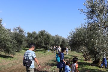 Ushimado Olive Harvest Festival