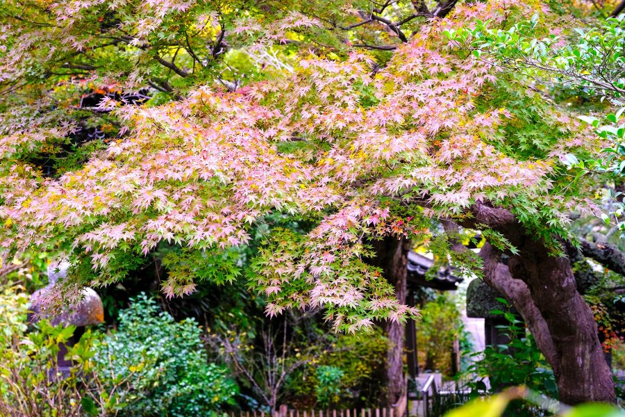 Kamakura Camera — Autumn Colors