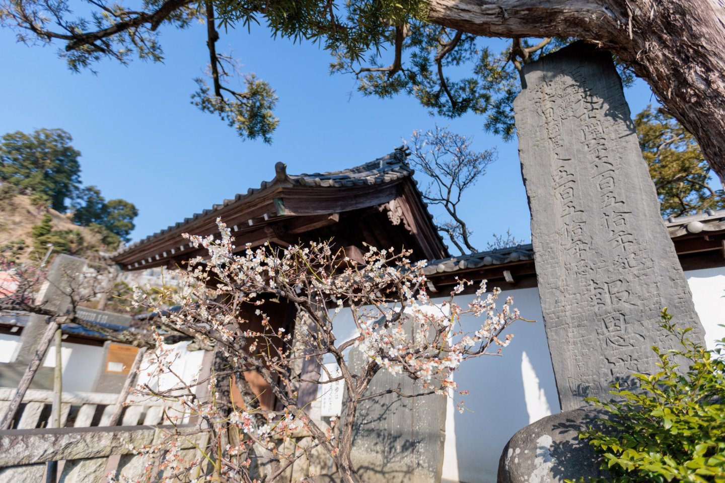 Sugita Plum Blossom Festival