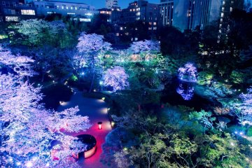 Tokyo Sakura Garden Spring Festival