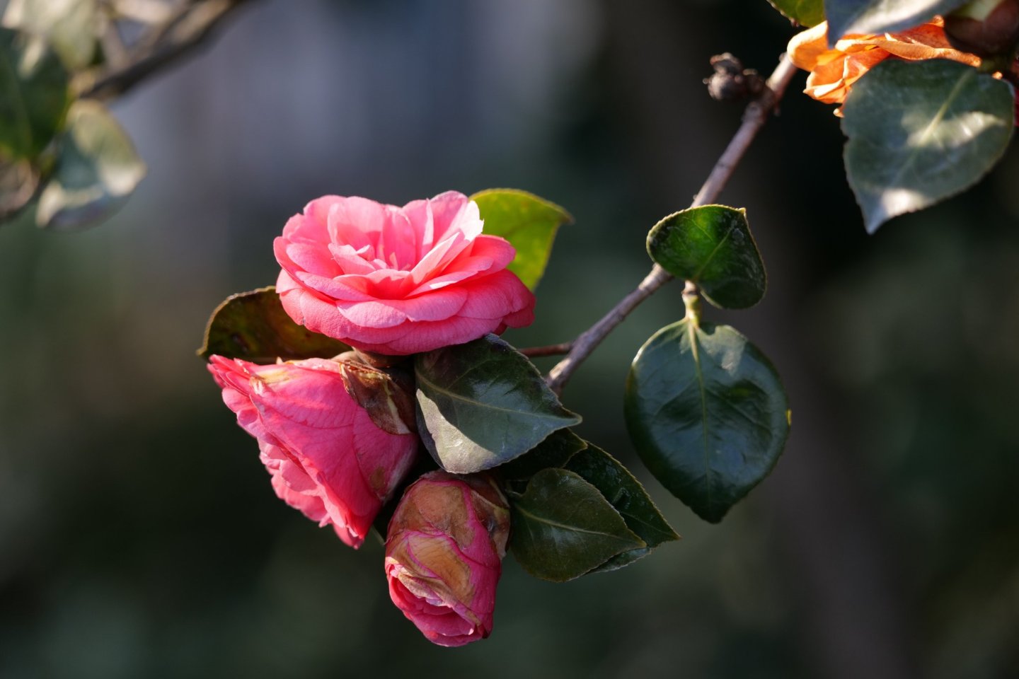 Hagi Camellia Festival