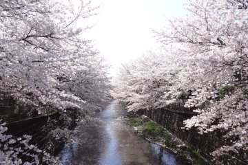 Machida Sakura Festival