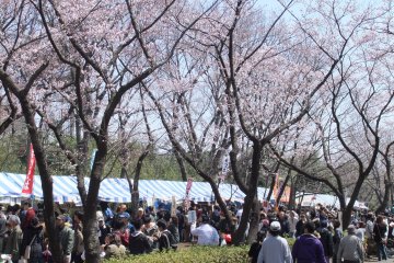 Machida Sakura Festival