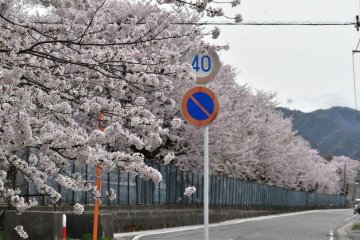 Tainai Sakura Festival