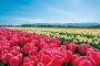 Nyuzen Flower Road