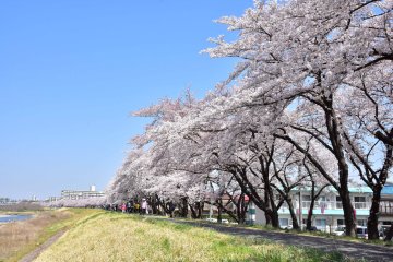 Fussa Sakura Festival