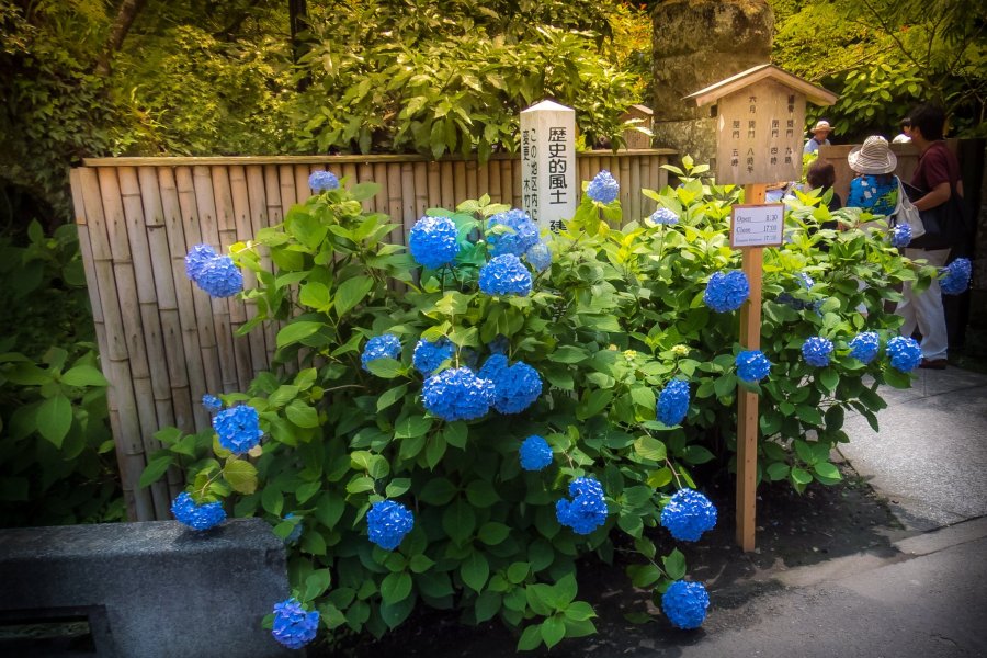 Meigetsuin Temple’s Hydrangeas