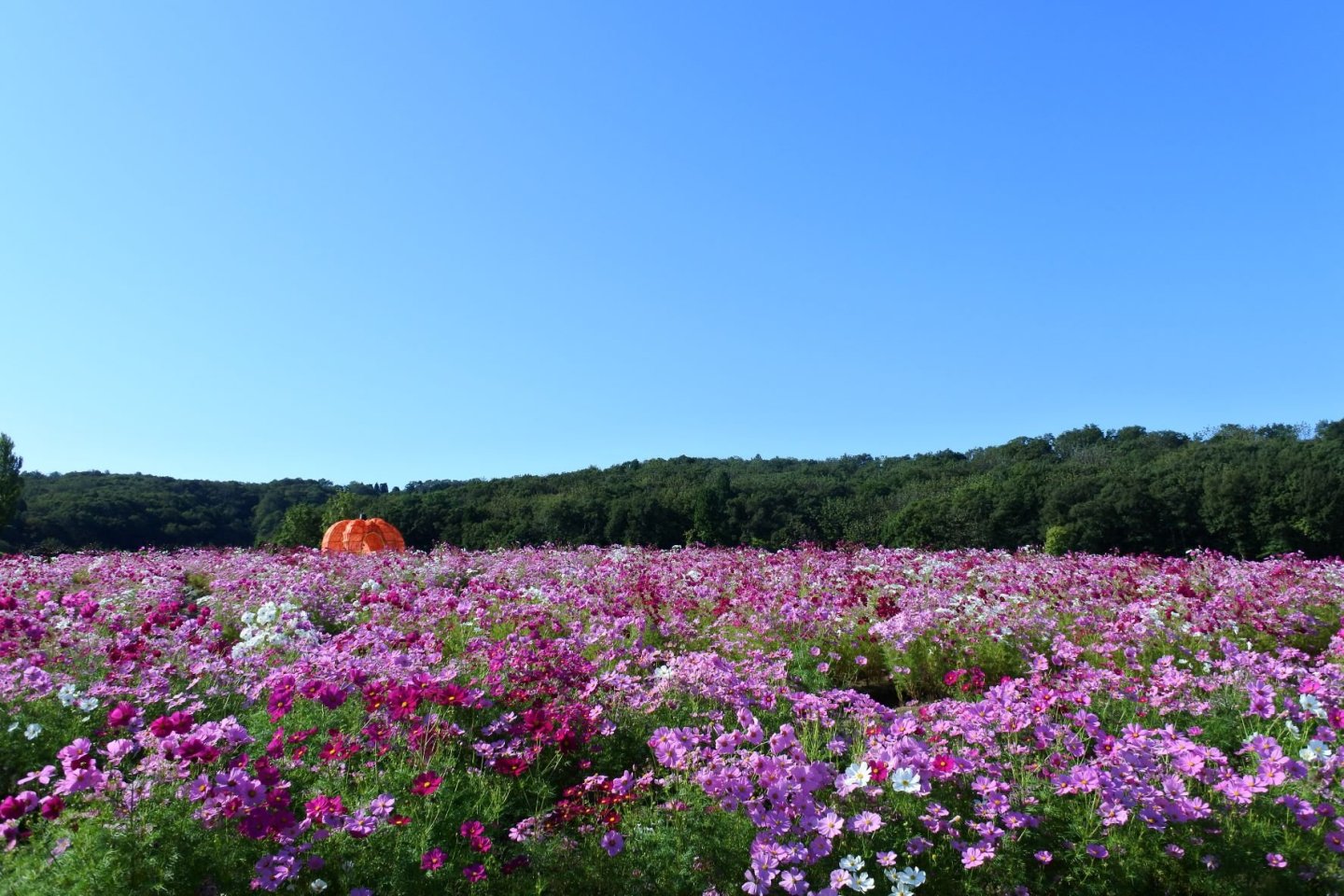 Echigo Hillside Park Cosmos Festival