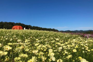 Echigo Hillside Park Cosmos Festival