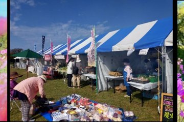 Kurume City Cosmos Festival