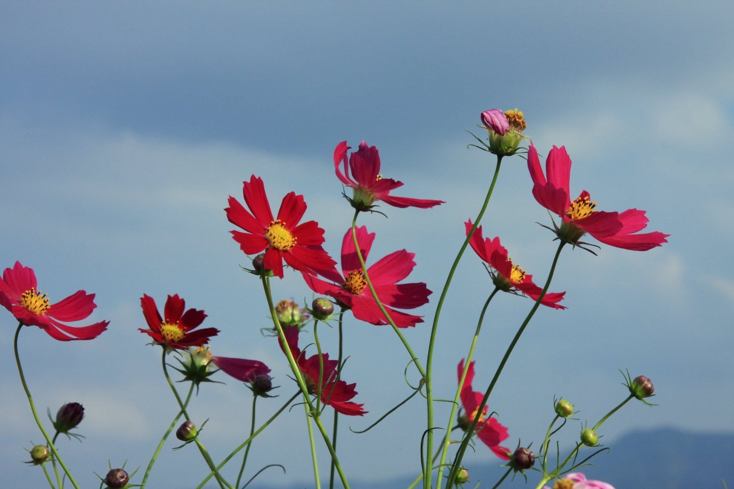 Kurume City Cosmos Festival